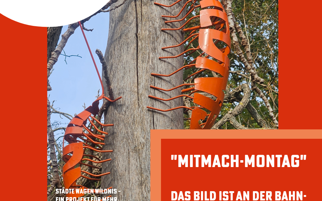 Mitmach Montag – jeden Montag neu